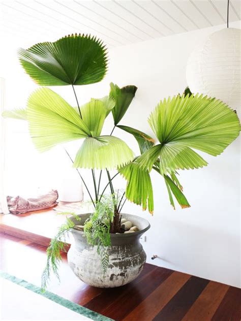 室內闊葉植物|10種室內大型植物推薦！耐陰好養、風水招財，沒陽光。